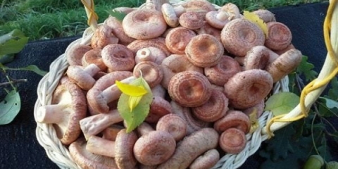 Koliko dana i kako namakati valove: prije soljenja, prije kuhanja, prije prženja